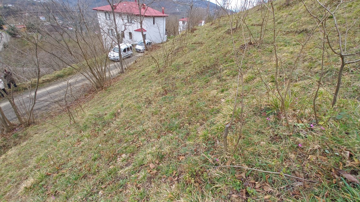 BEŞİKDÜZÜ AĞAÇLI'DA SATILIK 1928 M2 BAHÇE