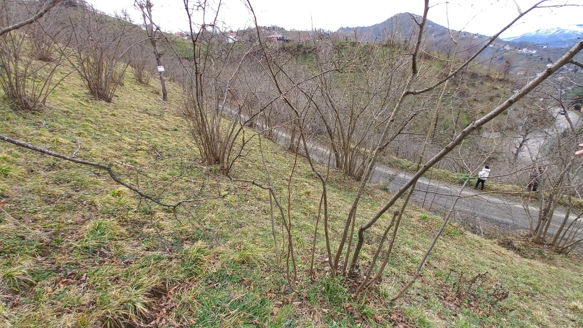 BEŞİKDÜZÜ AĞAÇLI'DA SATILIK 1928 M2 BAHÇE