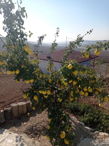 GÜVENAY - ÇORUM MERKEZ PINARCIK KÖYÜ  MEVKİİ EVİ OLAN SATILIK HOBİ BAHÇESİ