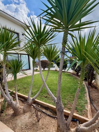 Lefkoşa Hamitköy'de Türk Tapulu 4 Yatak Odalı Müstakil Bahçeli Satılık Villa