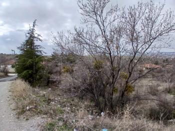 GÜVENAY - ÇORUM  BAHÇELİEVLER MAH. İÇERİDERE BAĞLARI 2250 M2 SATILIK BAĞ