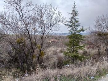 GÜVENAY - ÇORUM  BAHÇELİEVLER MAH. İÇERİDERE BAĞLARI 2250 M2 SATILIK BAĞ
