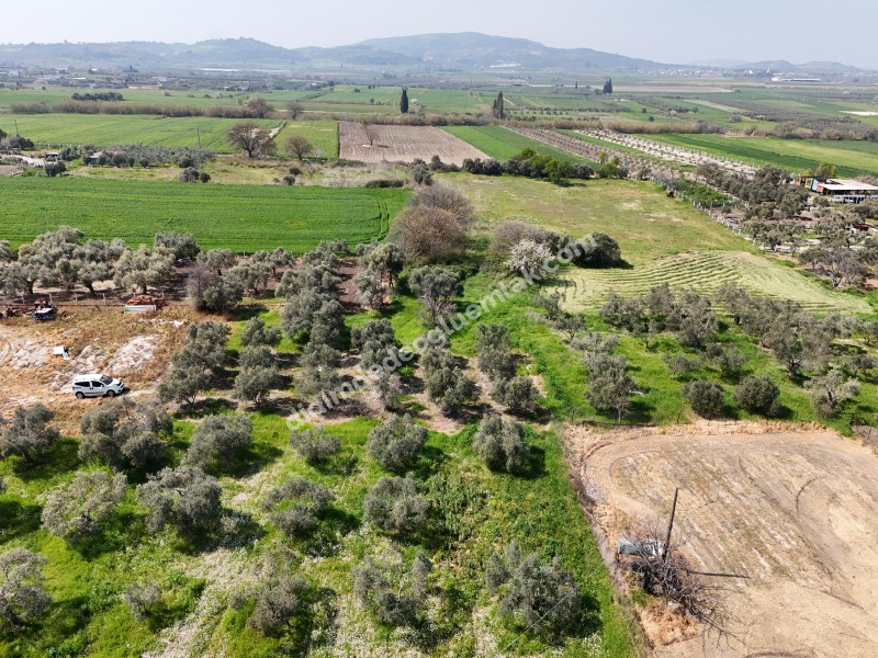 Didim Akyeniköy Merkezde imar Planı İçerisinde Satılık 1137M2