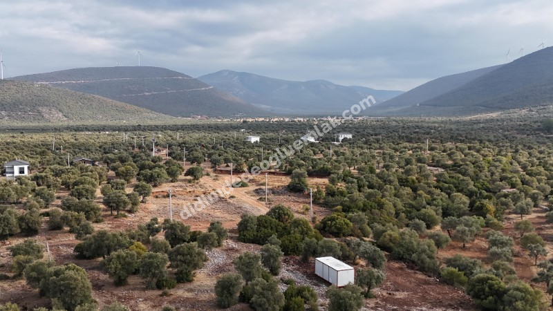 DİDİM KARDELENDE SATILIK YATIRIMLIK UYGUN  İMARLI ARSA