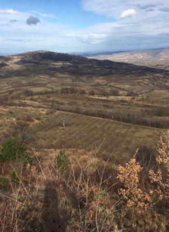 DijitalEmlak'tan Bursa İnegöl Hayriye Köyünde 25.400 m2 Satılık Elma Bahçesi