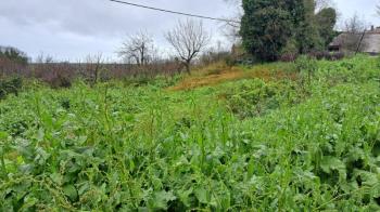 MUDANYA ESENCE KÖYİÇİ MARA SINIR SATILIK 1.346 M2 DUT BAHÇESİ