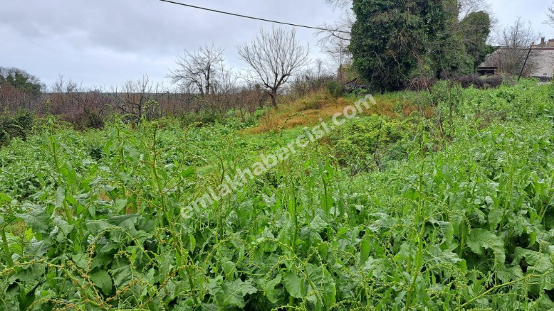 MUDANYA ESENCE KÖYİÇİ MARA SINIR SATILIK 1.346 M2 DUT BAHÇESİ