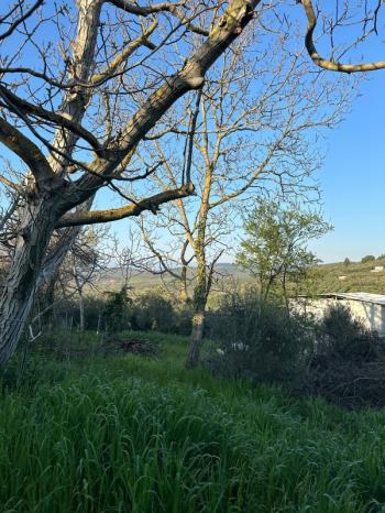 MUDANYA YALIÇİFTLİK KÖY CİVARI 720 M2 SATILIK ZEYTİNLİK