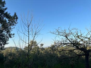 MUDANYA YALIÇİFTLİK KÖY CİVARI 720 M2 SATILIK ZEYTİNLİK