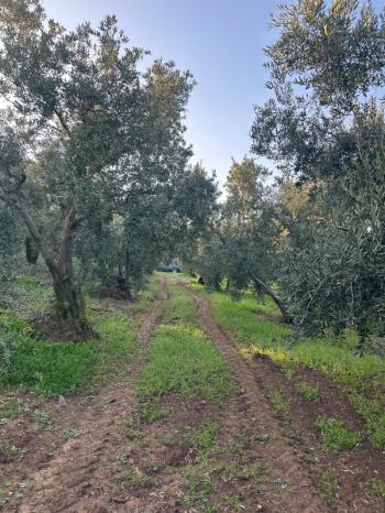 MUDANYA YALIÇİFTLİK KÖY CİVARI 720 M2 SATILIK ZEYTİNLİK