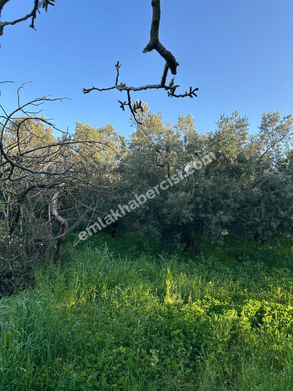MUDANYA YALIÇİFTLİK KÖY CİVARI 720 M2 SATILIK ZEYTİNLİK