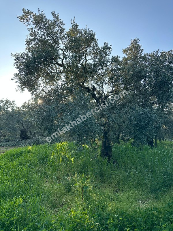 MUDANYA YALIÇİFTLİK KÖY CİVARI 720 M2 SATILIK ZEYTİNLİK