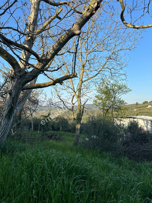 MUDANYA YALIÇİFTLİK KÖY CİVARI 720 M2 SATILIK ZEYTİNLİK