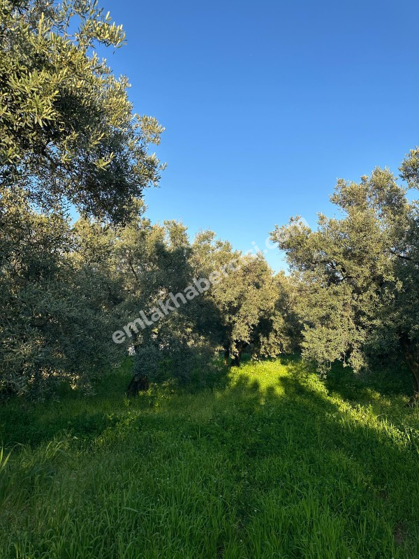 MUDANYA YALIÇİFTLİK KÖY CİVARI 720 M2 SATILIK ZEYTİNLİK