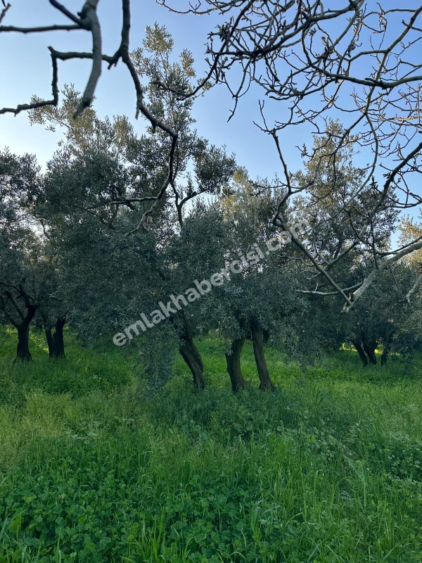 MUDANYA YALIÇİFTLİK KÖY CİVARI 720 M2 SATILIK ZEYTİNLİK