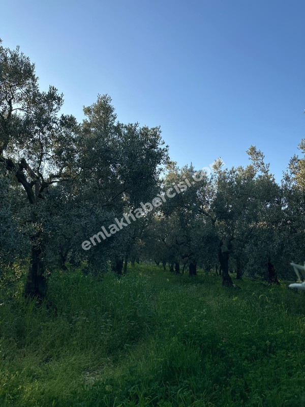 MUDANYA YALIÇİFTLİK KÖY CİVARI 720 M2 SATILIK ZEYTİNLİK