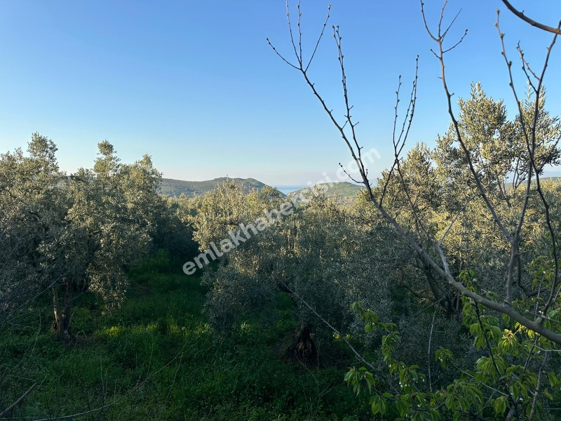MUDANYA YALIÇİFTLİK KÖY CİVARI 720 M2 SATILIK ZEYTİNLİK