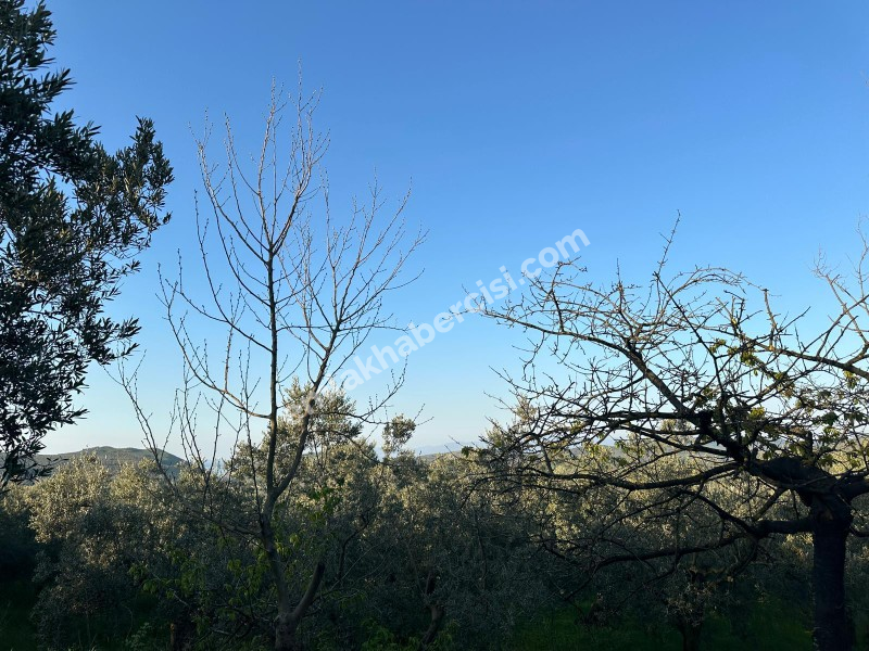 MUDANYA YALIÇİFTLİK KÖY CİVARI 720 M2 SATILIK ZEYTİNLİK