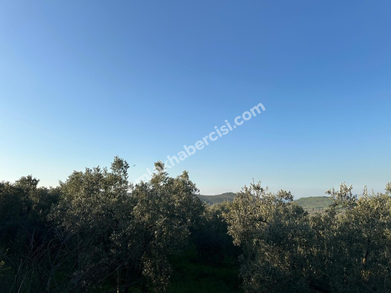 MUDANYA YALIÇİFTLİK KÖY CİVARI 720 M2 SATILIK ZEYTİNLİK
