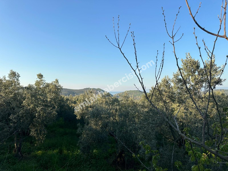 MUDANYA YALIÇİFTLİK KÖY CİVARI 720 M2 SATILIK ZEYTİNLİK