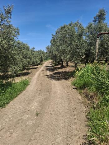  MUDANYA TALATBEY 'DE RESMİ YOLA CEPHE SATILIK 2 DÖNÜM ARAZİ