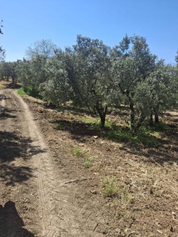  MUDANYA TALATBEY 'DE RESMİ YOLA CEPHE SATILIK 2 DÖNÜM ARAZİ
