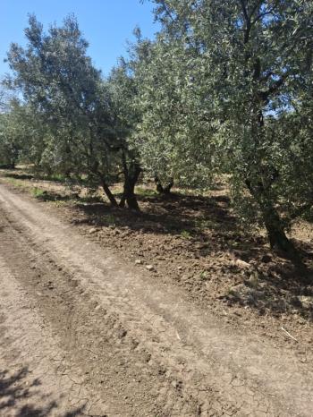  MUDANYA TALATBEY 'DE RESMİ YOLA CEPHE SATILIK 2 DÖNÜM ARAZİ
