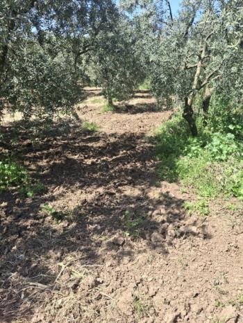  MUDANYA TALATBEY 'DE RESMİ YOLA CEPHE SATILIK 2 DÖNÜM ARAZİ