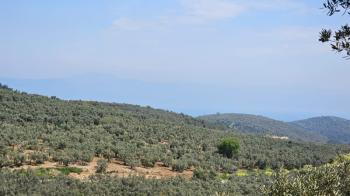  MUDANYA TİRİLYE ASFALTINA 50 METRE, 80 MT RESMİ YOLA CEPHE SATILIK 5 DÖNÜM ARAZİ