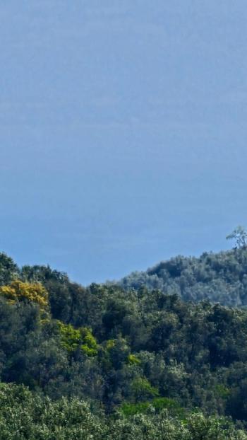  MUDANYA TİRİLYE ASFALTINA 50 METRE, 80 MT RESMİ YOLA CEPHE SATILIK 5 DÖNÜM ARAZİ
