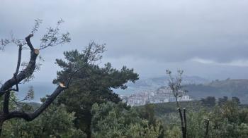 MUDANYA MERKEZE 1 KM MESAFEDE YATIRIMLIK 9 DÖNÜM ZEYTİNLİK
