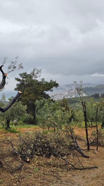 MUDANYA MERKEZE 1 KM MESAFEDE YATIRIMLIK 9 DÖNÜM ZEYTİNLİK