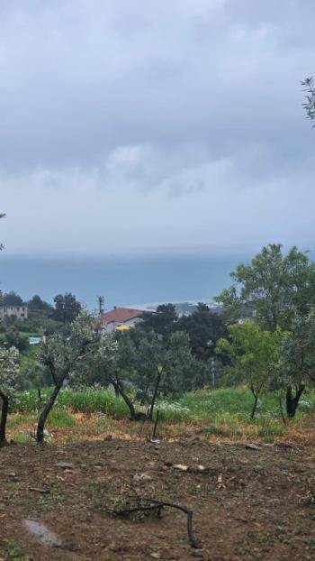 MUDANYA MERKEZE 1 KM MESAFEDE YATIRIMLIK 9 DÖNÜM ZEYTİNLİK