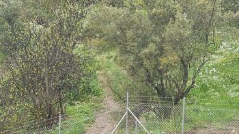MUDANYA MERKEZE 1 KM MESAFEDE YATIRIMLIK 9 DÖNÜM ZEYTİNLİK