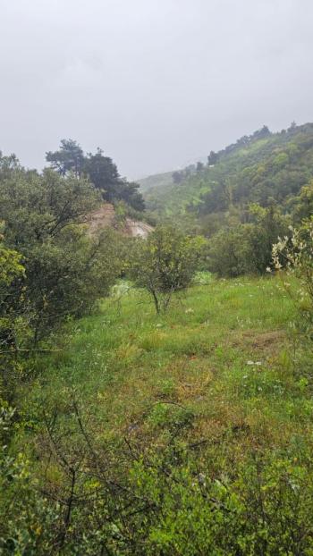 MUDANYA MERKEZE 1 KM MESAFEDE YATIRIMLIK 9 DÖNÜM ZEYTİNLİK