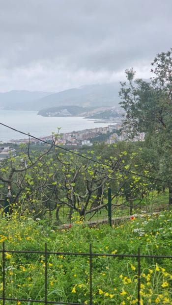 MUDANYA MERKEZE 1 KM MESAFEDE YATIRIMLIK 9 DÖNÜM ZEYTİNLİK