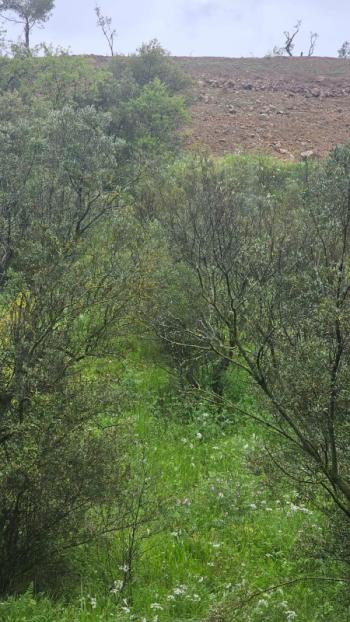 MUDANYA MERKEZE 1 KM MESAFEDE YATIRIMLIK 9 DÖNÜM ZEYTİNLİK