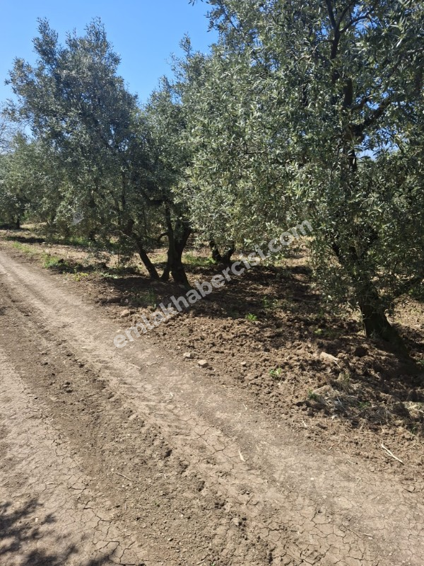  MUDANYA TALATBEY 'DE RESMİ YOLA CEPHE SATILIK 2 DÖNÜM ARAZİ