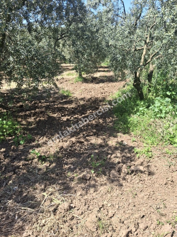  MUDANYA TALATBEY 'DE RESMİ YOLA CEPHE SATILIK 2 DÖNÜM ARAZİ