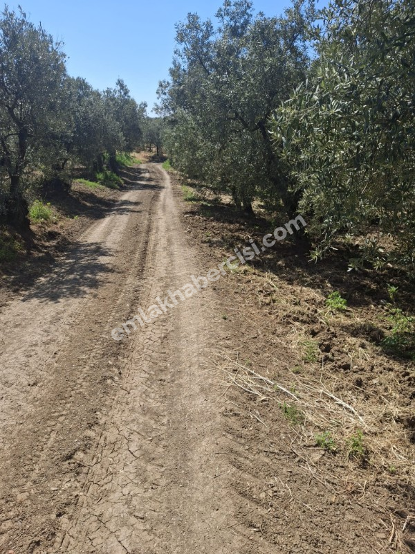  MUDANYA TALATBEY 'DE RESMİ YOLA CEPHE SATILIK 2 DÖNÜM ARAZİ