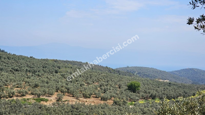  MUDANYA TİRİLYE ASFALTINA 50 METRE, 80 MT RESMİ YOLA CEPHE SATILIK 5 DÖNÜM ARAZİ