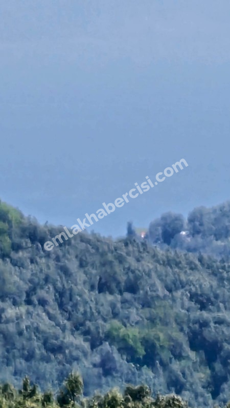  MUDANYA TİRİLYE ASFALTINA 50 METRE, 80 MT RESMİ YOLA CEPHE SATILIK 5 DÖNÜM ARAZİ