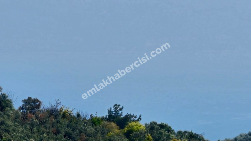 MUDANYA TİRİLYE ASFALTINA 50 METRE, 80 MT RESMİ YOLA CEPHE SATILIK 5 DÖNÜM ARAZİ