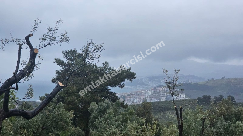 MUDANYA MERKEZE 1 KM MESAFEDE YATIRIMLIK 9 DÖNÜM ZEYTİNLİK