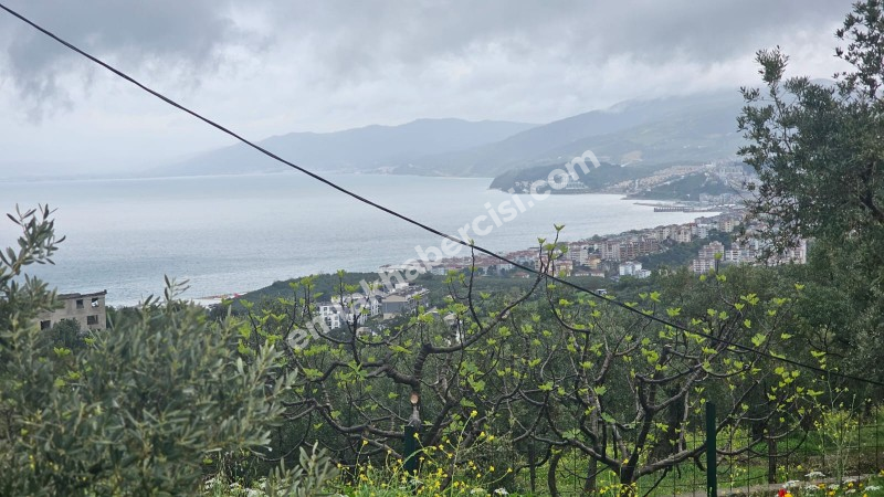 MUDANYA MERKEZE 1 KM MESAFEDE YATIRIMLIK 9 DÖNÜM ZEYTİNLİK