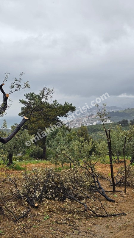 MUDANYA MERKEZE 1 KM MESAFEDE YATIRIMLIK 9 DÖNÜM ZEYTİNLİK