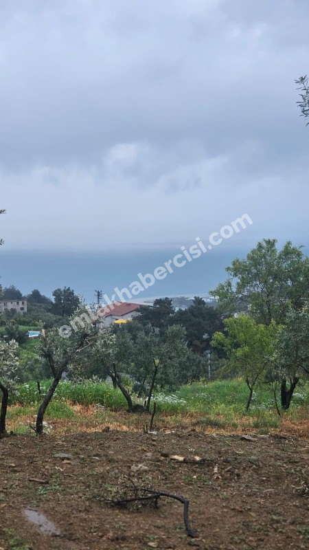 MUDANYA MERKEZE 1 KM MESAFEDE YATIRIMLIK 9 DÖNÜM ZEYTİNLİK