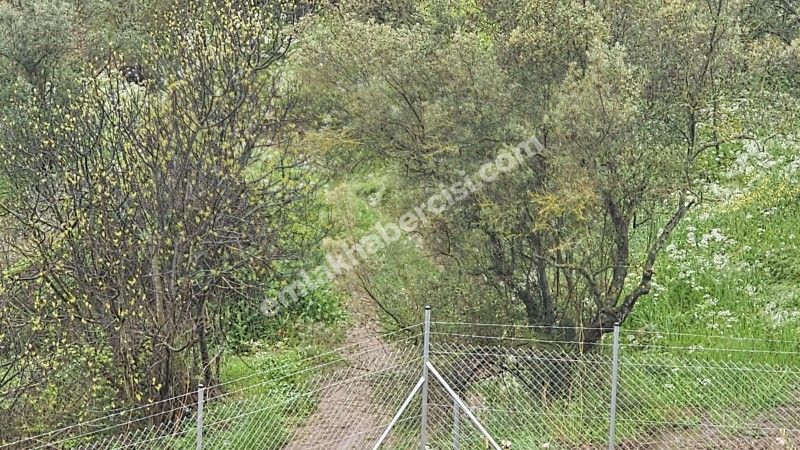 MUDANYA MERKEZE 1 KM MESAFEDE YATIRIMLIK 9 DÖNÜM ZEYTİNLİK