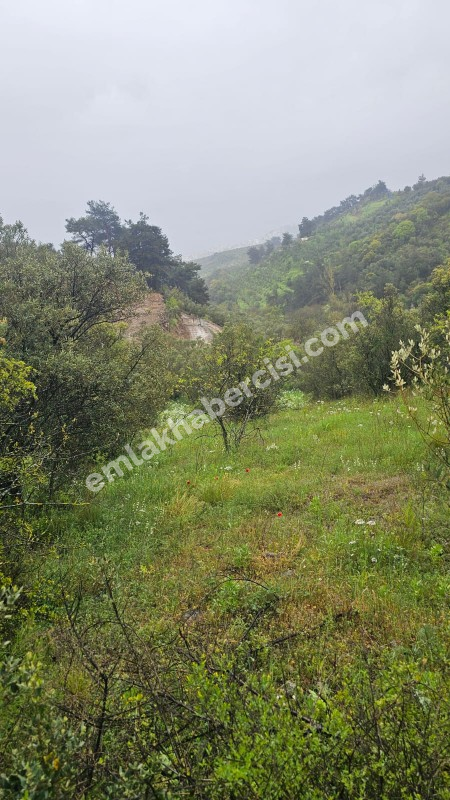 MUDANYA MERKEZE 1 KM MESAFEDE YATIRIMLIK 9 DÖNÜM ZEYTİNLİK