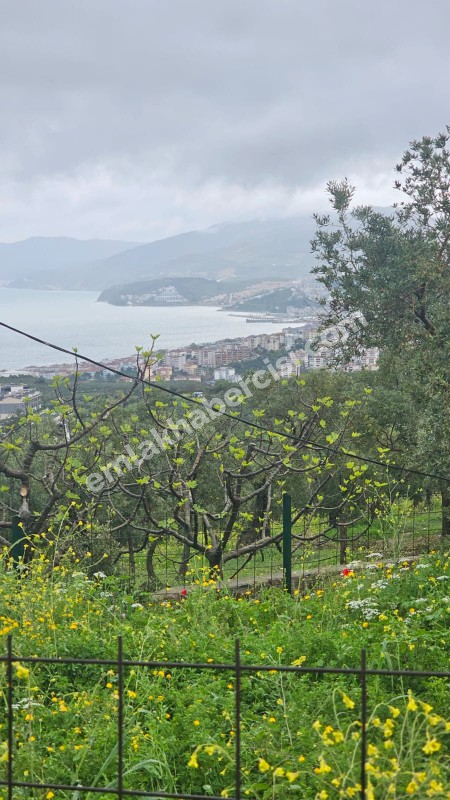 MUDANYA MERKEZE 1 KM MESAFEDE YATIRIMLIK 9 DÖNÜM ZEYTİNLİK